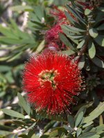 BottleBrush.jpg