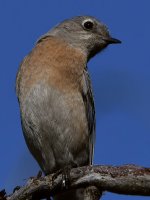 Bluebird2.jpg