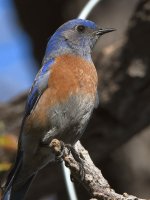 Bluebird5.jpg