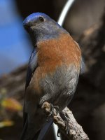 Bluebird7.jpg