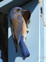 Bluebird8.jpg