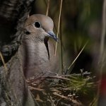 Dove2.jpg