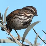 Sparrow.jpg