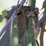 Squirrel2.jpg