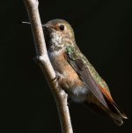 Hummer5.jpg