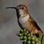 Hummer7.jpg