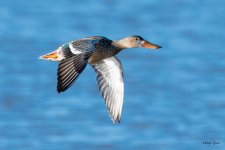 ShovelerFlight-550.jpg