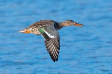 ShovelerFlight-551.jpg