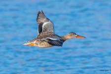 ShovelerFlight-552.jpg