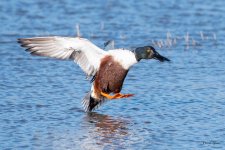 ShovelerLanding-515.jpg