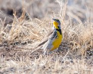 Meadowlark-515.jpg