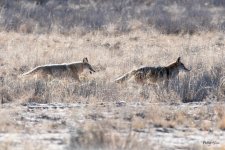 Coyotes-515.jpg