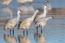 Cranes-500.jpg