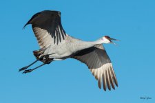 CraneFlight-560.jpg