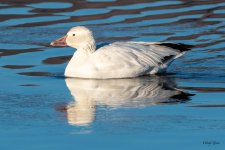 SnowGoose-515.jpg