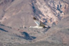 CraneFlight-3563.jpg