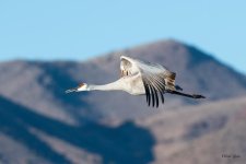CraneFlight-3564.jpg