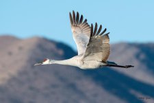 CraneFlight-3565.jpg