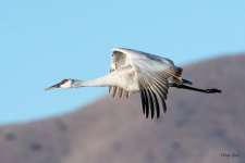 CraneFlight-3566.jpg