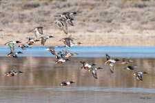 DuckFlock-3563.jpg