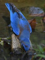 Bluebird5.jpg