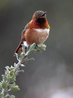 Hummer.jpg