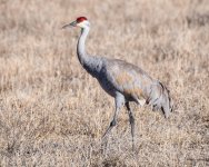Crane-501.jpg