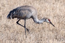 Crane-502.jpg