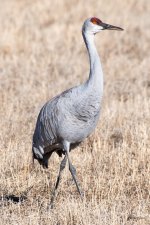 Crane-503.jpg