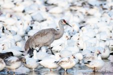 CraneGeese-500.jpg