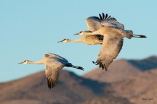 CraneFlight-564.jpg