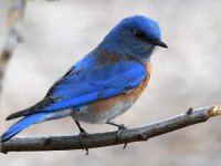 Bluebird3.jpg