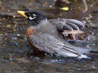 Robin4.jpg