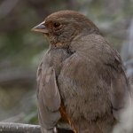 Towhee.jpg