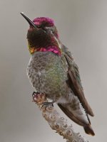 Hummer13.jpg