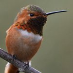 Hummer45.jpg