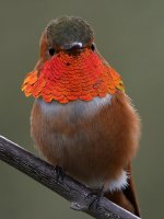 Hummer54.jpg