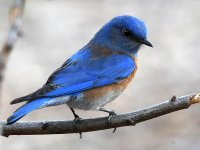Bluebird.jpg