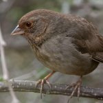 Towhee2.jpg