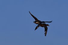 DSC_3650.jpg