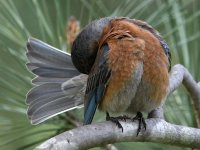 Bluebird9.jpg
