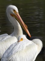 Pelican2.jpg
