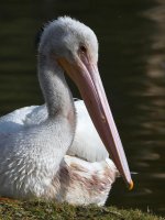 Pelican7.jpg