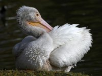 Pelican10.jpg