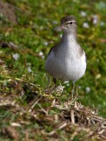 Sandpiper3.jpg