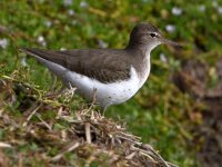 Sandpiper4.jpg