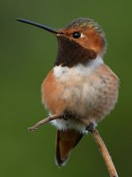 Hummer10.jpg