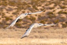 CraneFlight-569.jpg