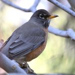 Robin3.jpg