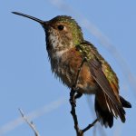 Hummer3.jpg